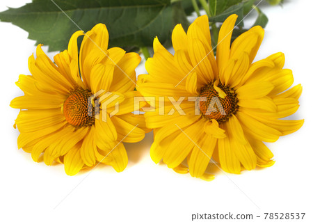 Two heliopsis isolated on white Two heliopsis isolated on white 78528537
