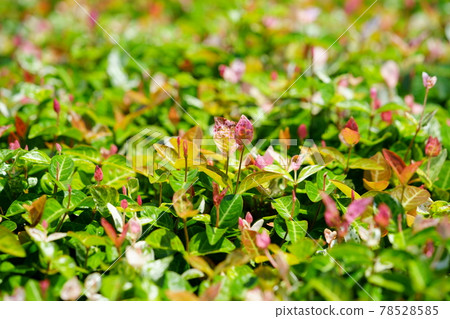 10 beautiful snow vine flower beds 10 beautiful snow vine flower beds 78528585