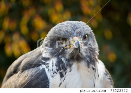 Yogen no Suri Up Yogen no Suri Up 78528822