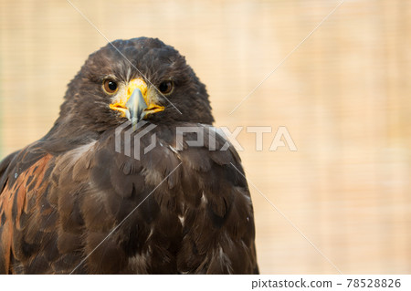 Harris Hawk front Harris Hawk front 78528826