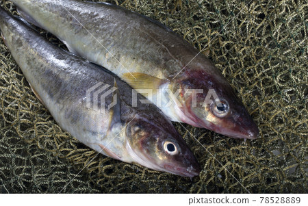 Saffron cod on net 78528889