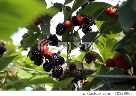 Growing blackberries. Harvest 78529003