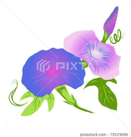 Morning glory illustration 78529006