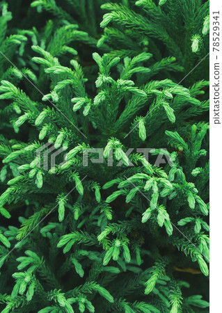 Green branches of a young thuja tree close-up in full screen. Green branches of a young thuja tree close-up in full screen. 78529341