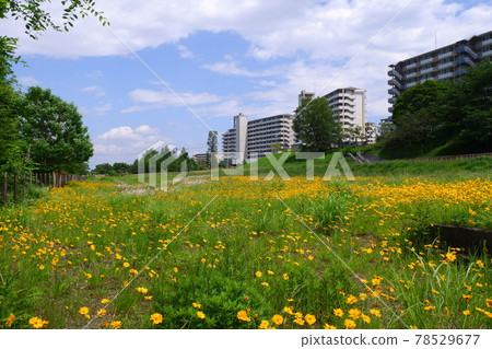 Flower fields and housing complexes 78529677