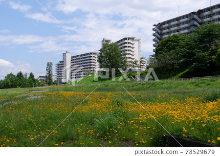 Flower fields and housing complexes 78529679