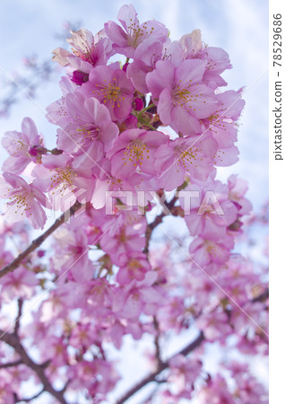 藍天下,河津櫻(Kawazuzakura)花盛開。 藍天下,河津櫻(Kawazuzakura)花盛開。 78529686