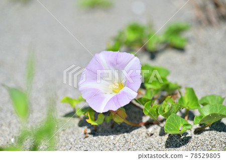 Hamahirugao，空心菜，海濱植物，花卉，植物。 78529805
