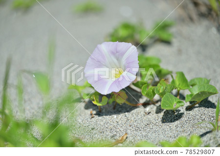 Hamahirugao,空心菜,海濱植物,花卉,植物。 Hamahirugao,空心菜,海濱植物,花卉,植物。 78529807