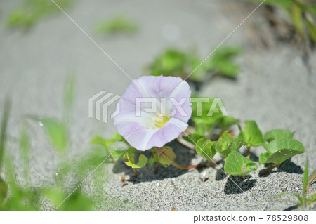 Hamahirugao，空心菜，海濱植物，花卉，植物。 78529808
