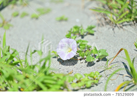 Hamahirugao，空心菜，海濱植物，花卉，植物。 78529809