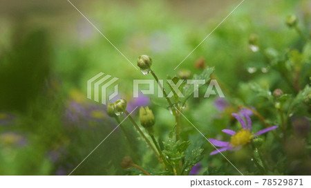 花苞 花苞 78529871