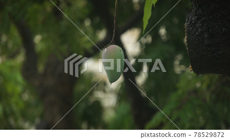 土芒果 土芒果 78529872