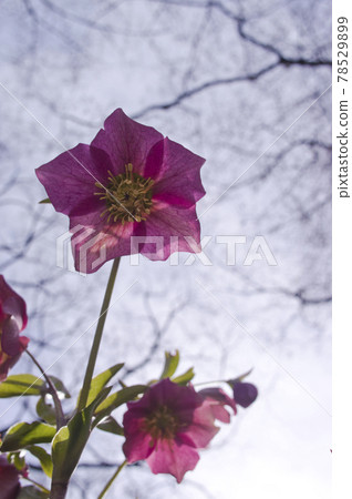 聖誕玫瑰花盛開。學名是 Helleborus。 78529899