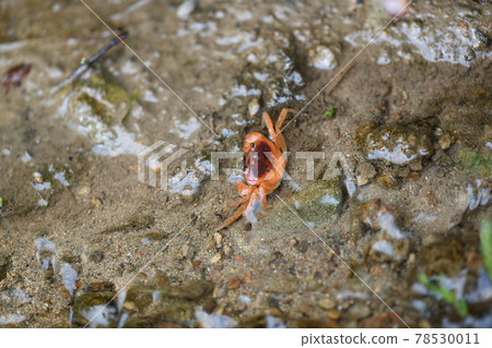 Early summer crayfish (Sawagani) 78530011