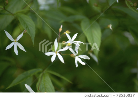 Mitsuba Simo Tsuke Mitsuba Simo Tsuke 78530037