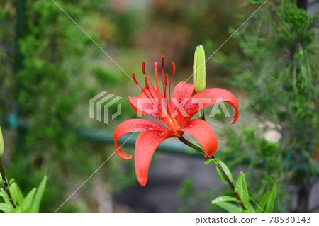 Early summer lilies Early summer lilies 78530143