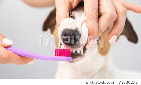 Woman brushing her dog jack russell terrier teeth on white background. 78530272