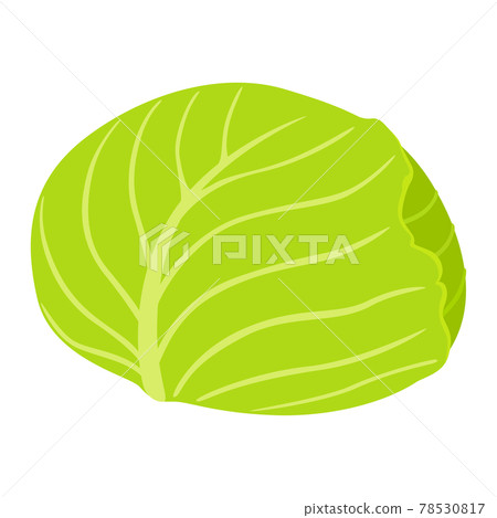 健康蔬菜，捲心菜插圖。 78530817