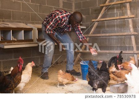 African american male farmer with bucket feeding chickens at the farm 78530978