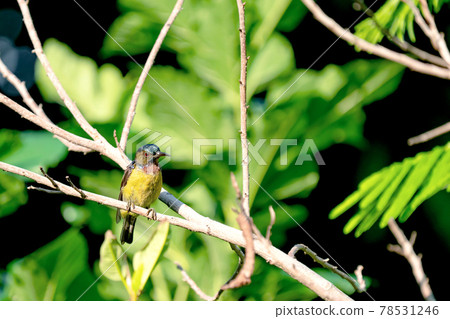 Male Brown Throated Sunbird or Anthreptes malacensis on branch 78531246