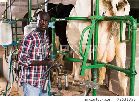 Young man working with automatical cow milking machines Young man working with automatical cow milking machines 78531355