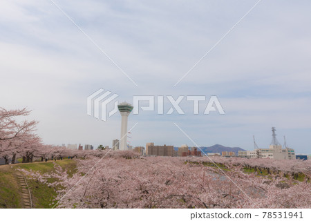 春天五棱郭公園 78531941