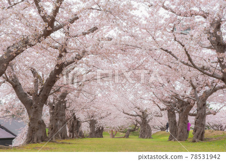 春天五棱郭公園 春天五棱郭公園 78531942