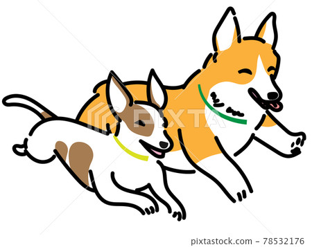 Corgi and Jack Russell Terrier running together 78532176