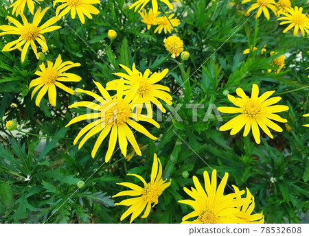 Euryops chrysanthemoides flowers 78532608