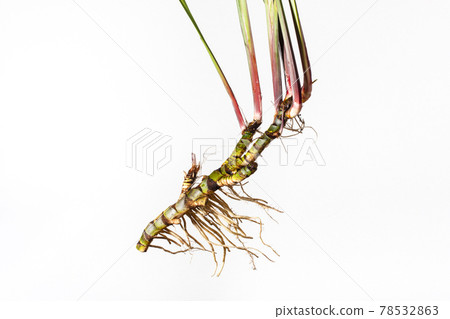 Fresh Acorus calamus roots, also known as sweet flag, isolated on light background. Fresh Acorus calamus roots, also known as sweet flag, isolated on light background. 78532863