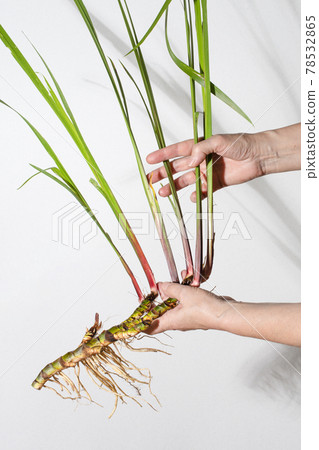 Hands holding Acorus calamus roots, also known as sweet flag, isolated on light background. Hands holding Acorus calamus roots, also known as sweet flag, isolated on light background. 78532865