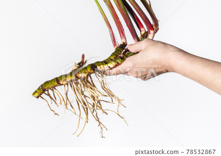 Hand holding Acorus calamus roots, also known as sweet flag, isolated on light background. 78532867