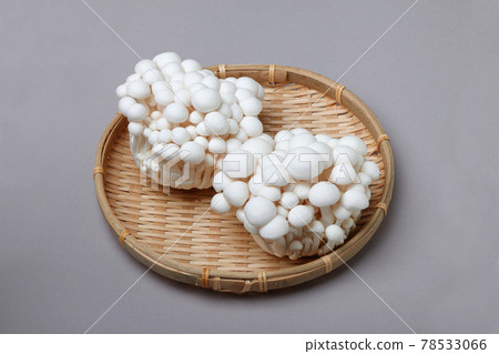 Also known as Bunapi-shimeji, White Bunashimeji, and White Clamshell Mushroom Also known as Bunapi-shimeji, White Bunashimeji, and White Clamshell Mushroom 78533066