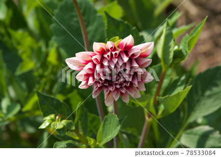 Close-up of dahlia [green background] 78533084