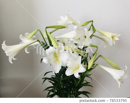 一朵整潔的百合花的特寫 78533795