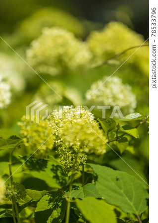 綠色公園景觀、花卉、植物、環境、生態 [六月] 78533796