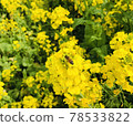 黃色的油菜花和蜜蜂 78533822