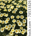 盛開的黃色瑪格麗特 78533826