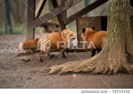 凝視狐狸 宮城藏王狐狸村 凝視狐狸 宮城藏王狐狸村 78534198