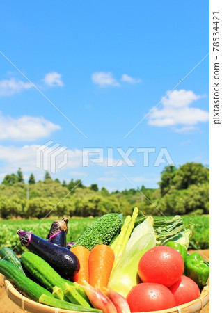 Summer blue sky and vegetables 78534421