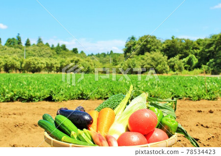 Summer blue sky and vegetables 78534423