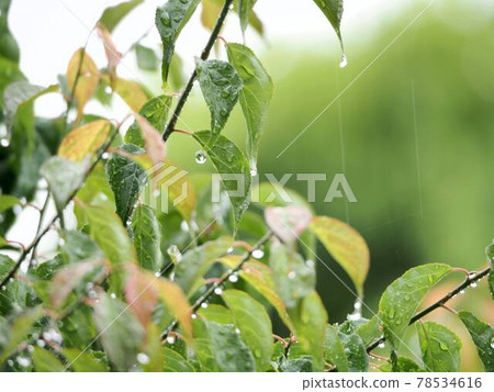 Leaves and Drops "Japanese Style Image" (Kyoto) Leaves and Drops "Japanese Style Image" (Kyoto) 78534616