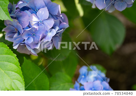 purple hydrangea flower purple hydrangea flower 78534840