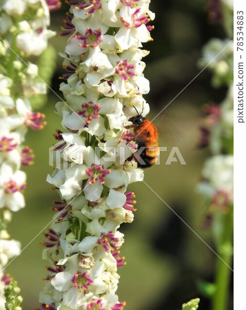 A tiger bumblebee sucking nectar from a white mullein flower 78534883