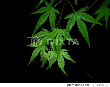 京都的藍色秋葉「日式形象」(京都) 京都的藍色秋葉「日式形象」(京都) 78534897