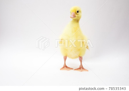Cute young ducklings on white Cute young ducklings on white 78535343