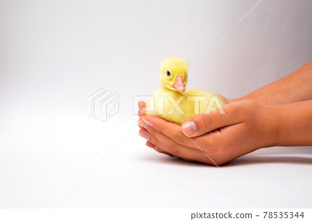 Young yellow Duckling in black tanned child hands on white Young yellow Duckling in black tanned child hands on white 78535344