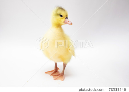 Newborn young yellow duckling on white background Newborn young yellow duckling on white background 78535346