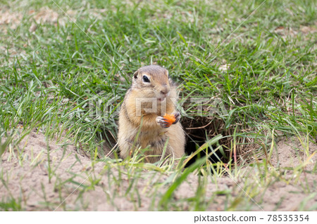 Wild gopher eating near the burrow Wild gopher eating near the burrow 78535354
